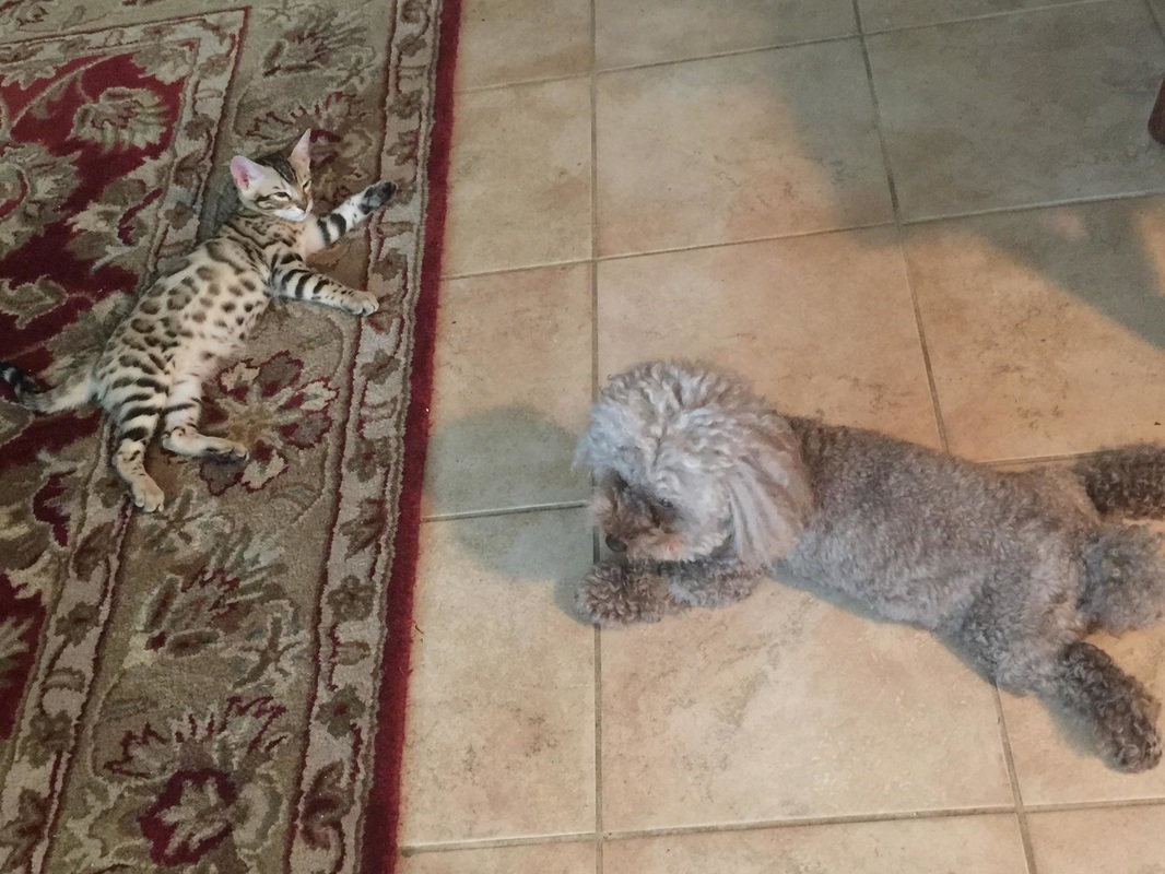 San Diego Bengal cat breeder for sale