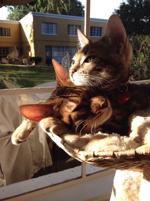 San Diego Bengal cat breeder for sale