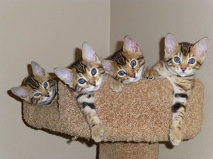 Bengal kittens for sale in San Diego